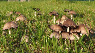 Yeşil çim zemin üzerine yenmeyen mantar grupları