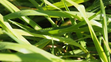 Güneşli bir günde çimlerin üzerinde çiy taneleri