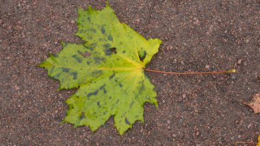 Akçaağaç yaprakları yerde.