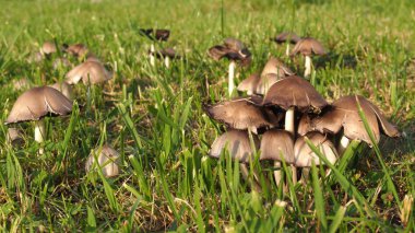 Grup yeşil çim zemin üzerine yenmeyen mantar