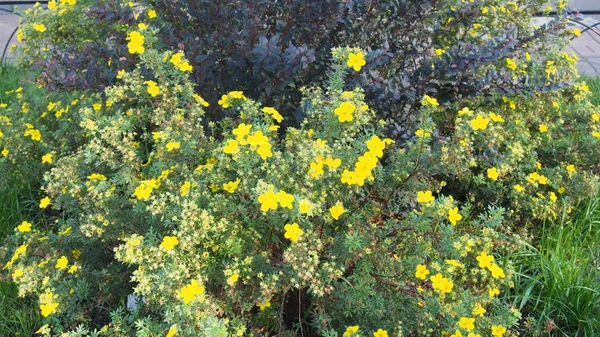 Zelené Bush Žlutými Květy — Stock fotografie