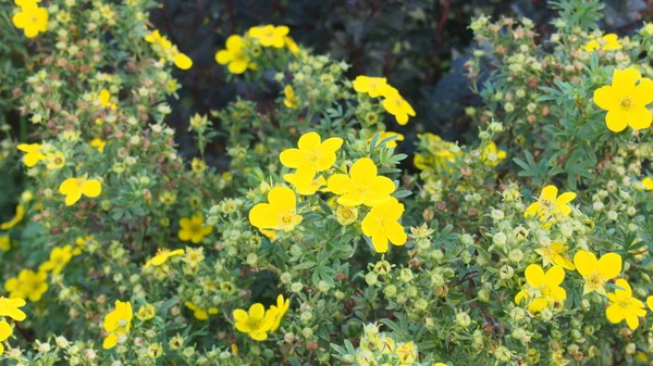 Arbusto Verde Con Flores Amarillas — Foto de Stock