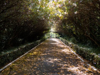 Güneş ışınları tarafından aydınlatılmış ıssız sokakta parkta. Güneş ışığı ve gölgeler. Arnavutluk.