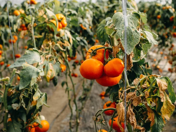 Tomaten Groeien Het Concept Van Kassen Tirana Albanië Gezonde Voeding — Stockfoto