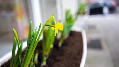 Görünüm bahar dış dekorasyon, çiçek güneşli, banner. Essen, Almanya