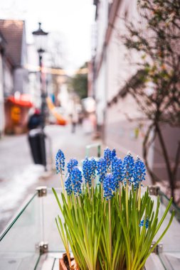 Bahar dış dekorasyon, çiçek güneşli bir bakış. Essen, Almanya