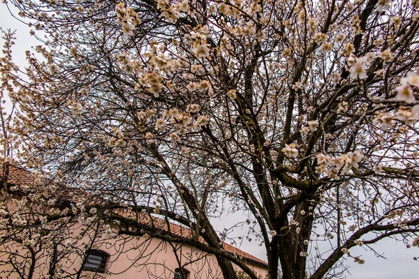 春天绽放的树与浅粉色的绽放在城市 — 图库照片