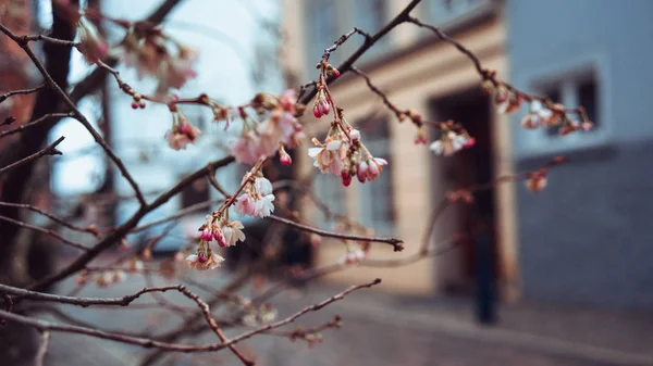 Blick auf Frühling Außendekoration, Blumen am sonnigen Tag — Stockfoto