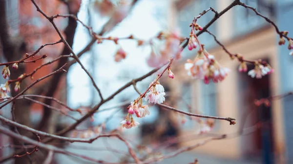 Bahar dış dekorasyon, çiçek güneşli görünümünü — Stok fotoğraf
