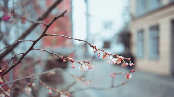 Bahar dış dekorasyon, çiçek güneşli görünümünü — Stok fotoğraf