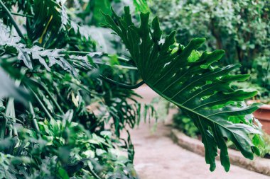 Çizgili palmiye yaprağı, soyut yeşil doku arka plan, Vintage sesi