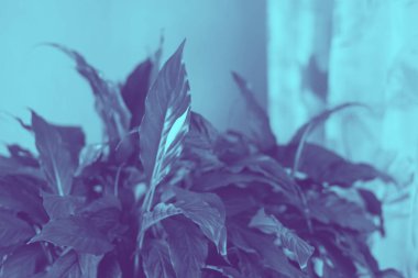 Çiçeklerle fotoğraf tonlama için duotone etkisi. konsept, iç tasarım