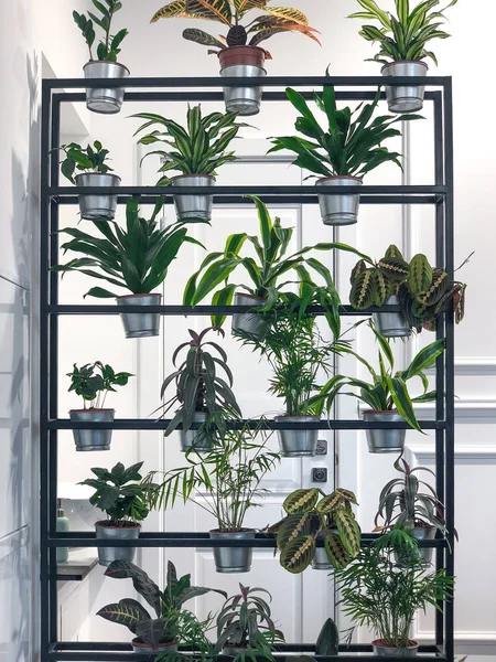 Palm yakın çekim, güneşli gün bırakır. Güneşin yeşil palmiye yaprakları. Doğa arka plan, desen