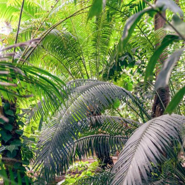 Palm yakın çekim, güneşli gün bırakır. Güneşin yeşil palmiye yaprakları. Doğa arka plan, desen