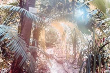 Palm yakın çekim, güneşli gün bırakır. Güneşin yeşil palmiye yaprakları. Doğa arka plan, desen