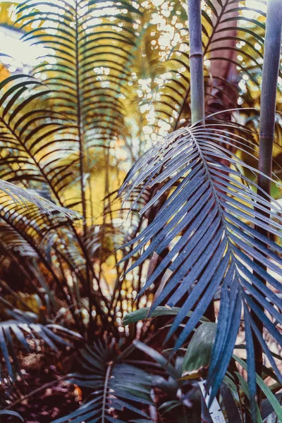 Palm leaves close-up, sunny day. The sun on the green leaves of the palm. Nature background, pattern — Stock Photo, Image