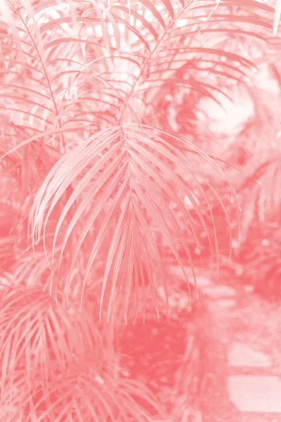 Diseño de moda, la naturaleza y el concepto de fondo - primer plano de las hojas de palmera duotono ultravioleta y azul Fotos de stock