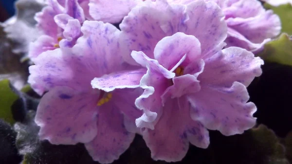 Floração Saintpaulias Vulgarmente Conhecido Como Violeta Africano Mini Planta Potted — Fotografia de Stock