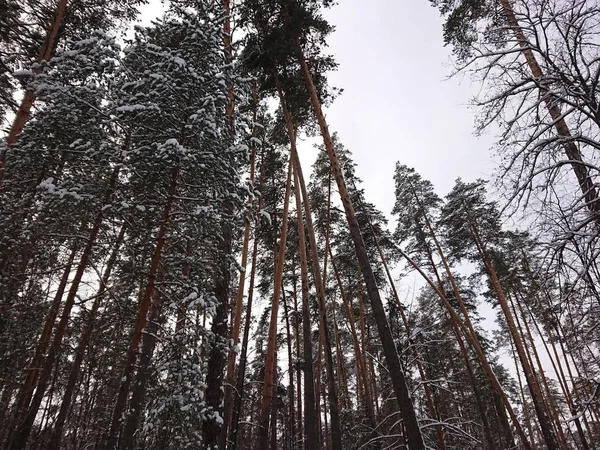 Wlnter Δέντρα Στο Χιόνι Κάτω Από Την Πόλη Του Καζάν — Φωτογραφία Αρχείου