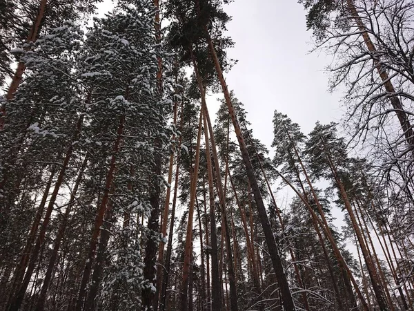 Wlnter Bäume Schnee Unter Der Stadt Kazan — Stockfoto