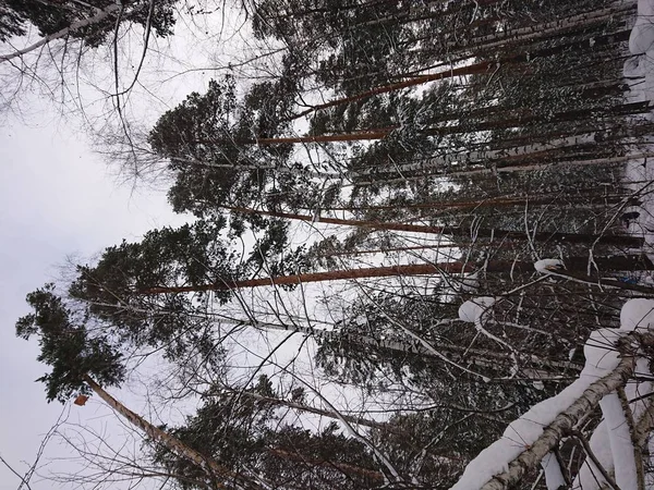 Wlnter Bäume Schnee Unter Der Stadt Kazan — Stockfoto