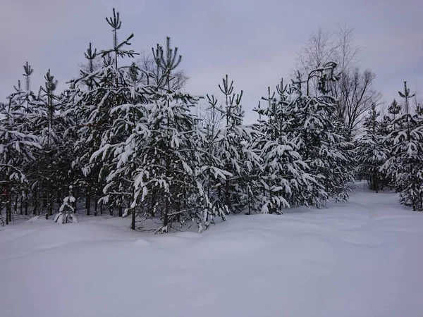 Árboles Nieve Bajo Ciudad Kazan — Foto de Stock