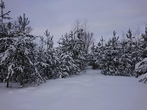 喀山城下的雪中的树木 — 图库照片