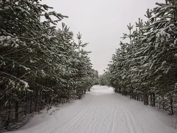 森林公园里被白雪覆盖的树木是喀山居民最喜欢的地方 — 图库照片