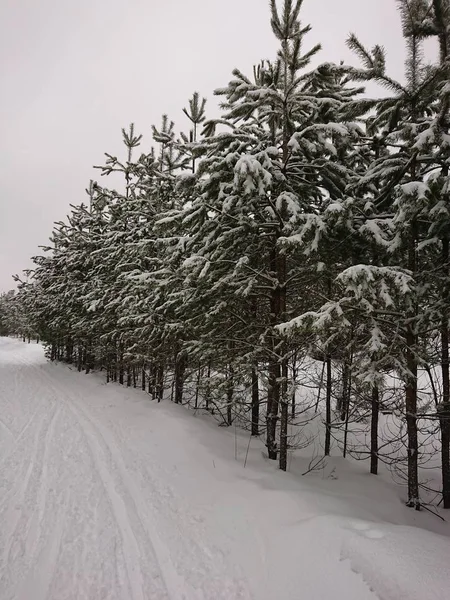 Árboles Cubiertos Nieve Parque Forestal Lugar Favorito Los Residentes Kazán — Foto de Stock