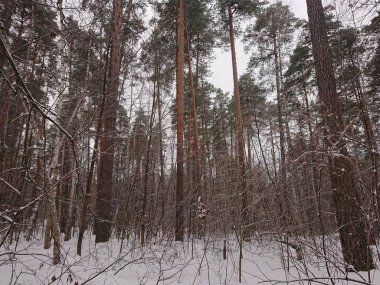 Kazan şehir altında kar kış ağaçlarda