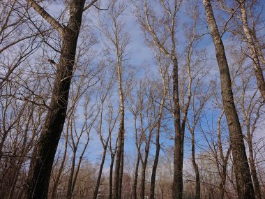 Bahar manzara birinde ağaçlar ve mavi gökyüzü ile Kazan Şehir Parkı