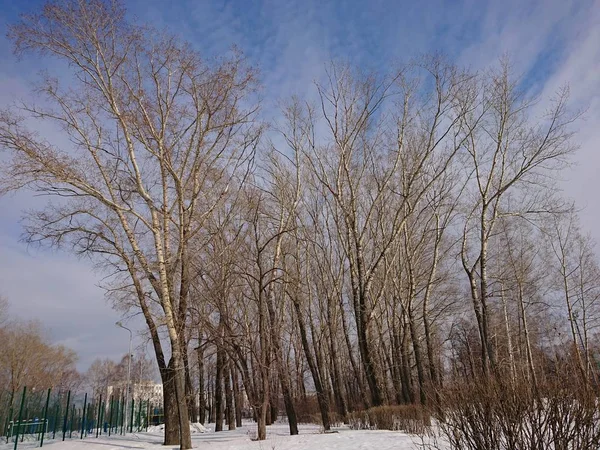 Bahar manzara birinde ağaçlar ve mavi gökyüzü ile Kazan Şehir Parkı