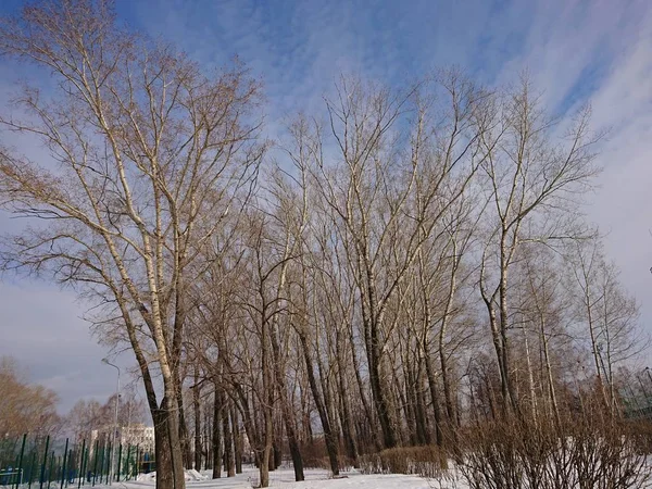 Paisagem Primavera Parque Cidade Kazan Com Árvores Céu Azul — Fotografia de Stock