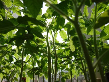 bir domates ağacının yeşil yaprakları