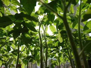 bir domates ağacının yeşil yaprakları