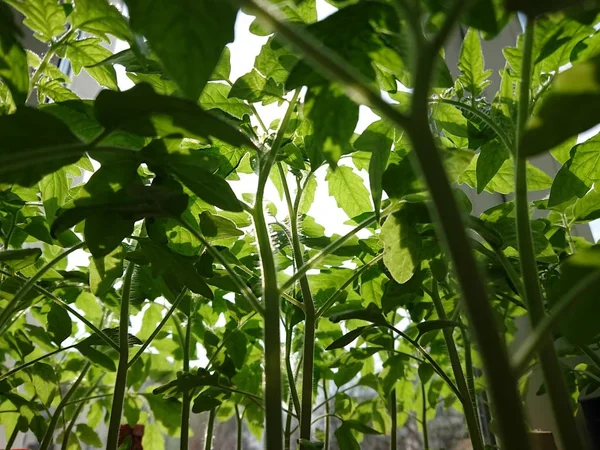 bir domates ağacının yeşil yaprakları