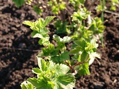 bir ağaç bahar dalı