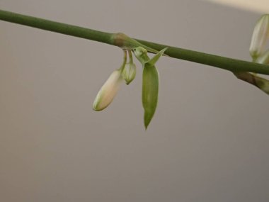 kapalı bitkiler çiçek açtı ama vadinin zambak değil