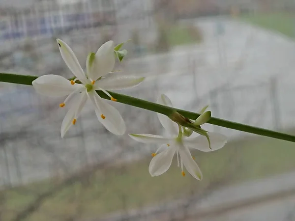 houseplant Chlorophytum bloomed on the first of May