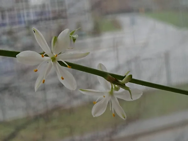 houseplant Chlorophytum bloomed on the first of May