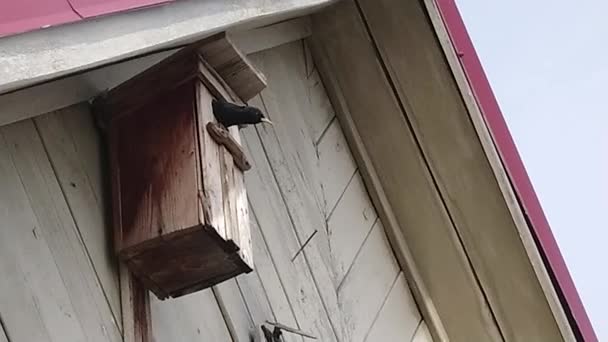 Starlings Koyu Tüyleri Ile Küçük Bir Göçmen Ötücü Kuş — Stok video