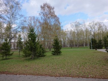 Kazan şehrinin parkında bahar yaprakları