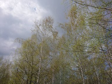 Ormanda sisli bir sabah