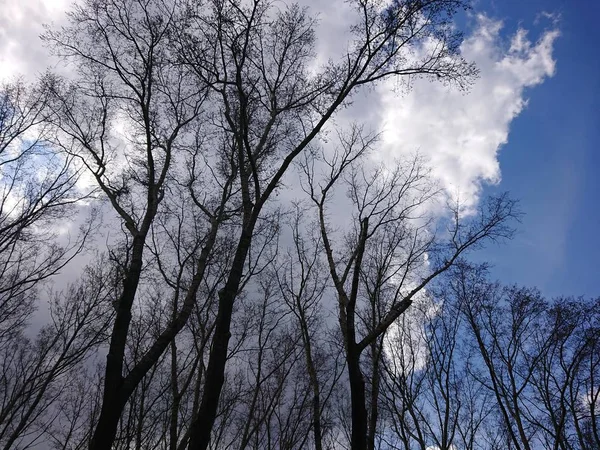 Gökyüzünde Yüksek Kavak Ağacı — Stok fotoğraf