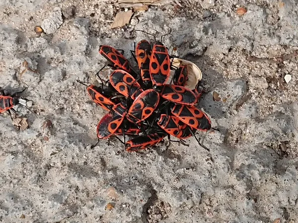 Beetle Soldier Wingless Wingless — Stock Photo, Image