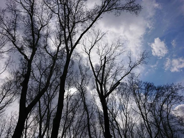 Albero Pioppo Alto Nel Cielo — Foto Stock