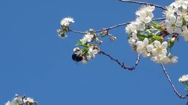 mayıs ayının sıcak başlangıcı. Kazan'ın yakınında çiçek açan bahçeler var. Arılar, bumblebees açgözlülükle nektar toplamak