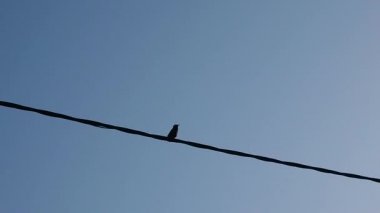 Mayıs sıcak başlangıcı. Kazan'ın altında çiçekli bahçeler. Bumble arılar hevesle nektar toplamak, Starlings cıvılcıl