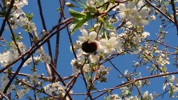 Ζεστό Ξεκίνημα Του Μάη Κοντά Στο Καζάν Άνθισε Κήπους Μέλισσες — Αρχείο Βίντεο
