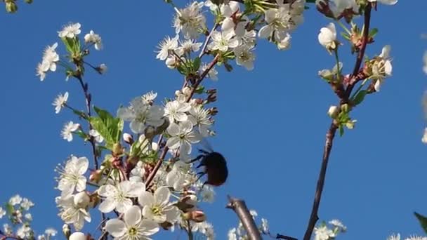 Début Mai Près Des Jardins Fleuris Kazan Les Abeilles Les — Video